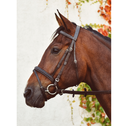 Equisential Bridle