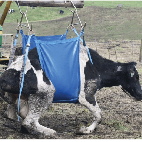Shoof Daisy cow lifter