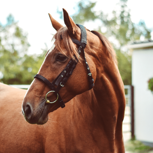 Equisential Leather Headcollar