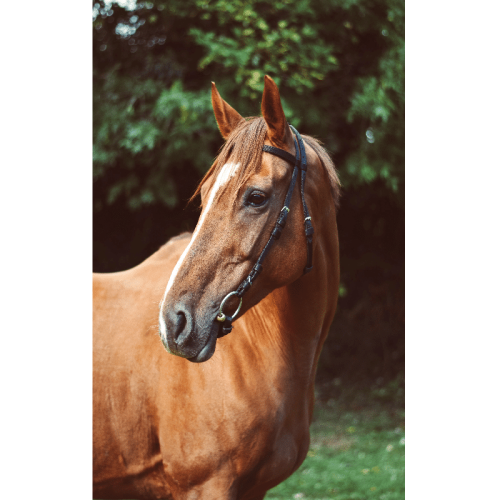 Equisential Nylon Race Exercise Bridle
