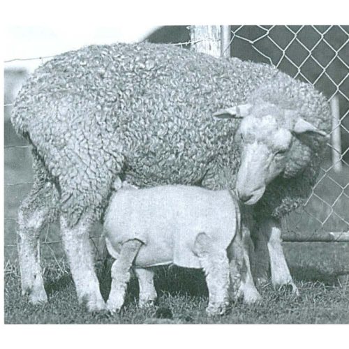 Dairymac Woolover Lamb Jacket